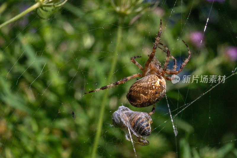 欧洲花园蜘蛛和他的猎物，交叉编织者，冠蜘蛛，(Araneus Diadematus)， Épeire diad<e:1>。